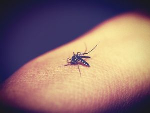 Komar na ludzkiej ręce