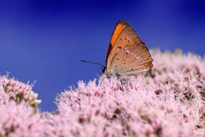 Ładny motyl